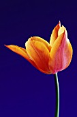 TULIPA BALLERINA, TULIP