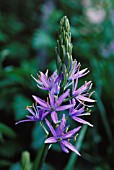 CAMASSIA LEICHTLINII ‘STEELY BLUE’, CAMASSIA, QUAMASH