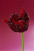 TULIPA ‘BLACK PARROT’, TULIP