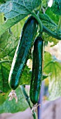 CUCUMIS SATIVUS, CUCUMBER