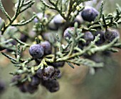 JUNIPERUS COMMUNIS, JUNIPER