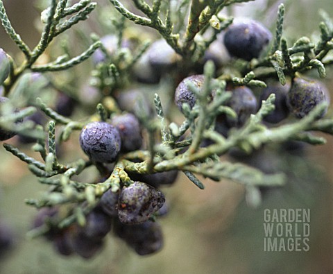 JUNIPERUS_COMMUNIS_JUNIPER