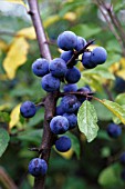 PRUNUS SPINOSA, SLOE