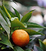 CITRUS RETICULATA ‘DE NULES’, CLEMENTINE