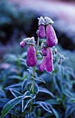 PENSTEMON, PENSTEMON