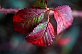 RUBUS, BRAMBLE - ORNAMENTAL BRAMBLE