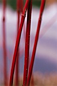 CORNUS, DOGWOOD