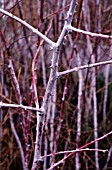 RUBUS COCKBURNIANUS, BRAMBLE - ORNAMENTAL BRAMBLE