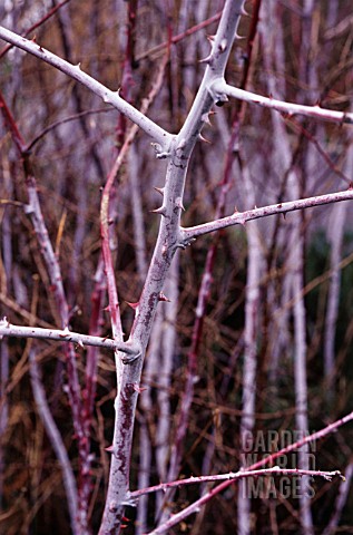 RUBUS_COCKBURNIANUS_BRAMBLE__ORNAMENTAL_BRAMBLE