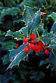 ILEX AQUIFOLIUM, HOLLY