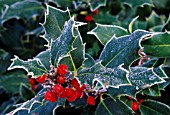 ILEX AQUIFOLIUM, HOLLY