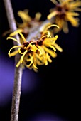 HAMAMELIS, WITCH HAZEL