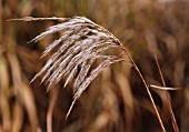 MISCANTHUS OLIGOSTACHYUS, SMALL JAPANESE SILVER GRASS