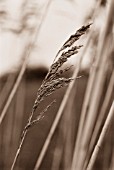 PHRAGMITES AUSTRALIS, REEDS, SEDGE