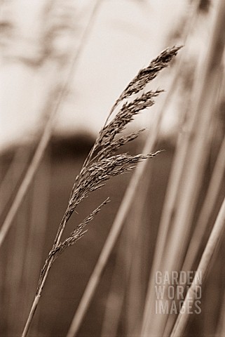 PHRAGMITES_AUSTRALIS_REEDS_SEDGE