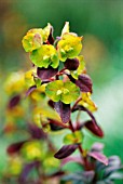 EUPHORBIA AMYGDALOIDES RUBRA, EUPHORBIA, SPURGE