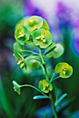 EUPHORBIA AMYGDALOIDES VAR ROBBIAE, EUPHORBIA, SPURGE