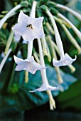 NICOTIANA SYLVESTRIS, TOBACCO PLANT