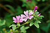 MALVA SYLVESTRIS, MALLOW