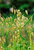 BRIZA MAXIMA, QUAKING GRASS