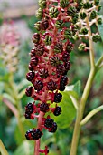 PHYTOLACCA AMERICANA, POKE ROOT, POKE WEED