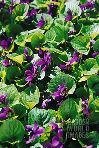 VIOLA_ODORATA_VIOLET__SWEET_VIOLET