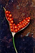 IRIS FOETIDISSIMA, IRIS - STINKING IRIS