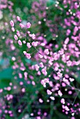 THALICTRUM, MEADOW RUE