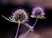 ERYNGIUM TRIPARTITUM, SEA HOLLY