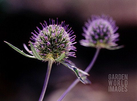 ERYNGIUM_TRIPARTITUM_SEA_HOLLY