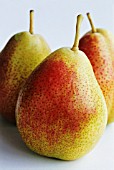 PYRUS COMMUNIS ‘FORELLE BLUSH’, PEAR