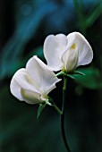 LATHYRUS ODORATUS ‘MRS COLLIER’, SWEET PEA