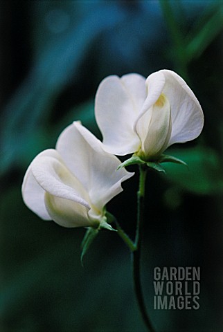 LATHYRUS_ODORATUS_MRS_COLLIER_SWEET_PEA