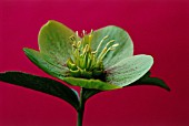 HELLEBORUS ORIENTALIS, HELLEBORE