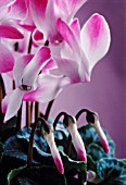 CYCLAMEN PERSICUM, CYCLAMEN