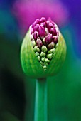 ALLIUM ‘GLOBEMASTER’, ALLIUM