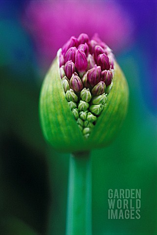 ALLIUM_GLOBEMASTER_ALLIUM