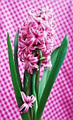 HYACINTHUS, HYACINTH