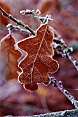 QUERCUS ROBUR, OAK