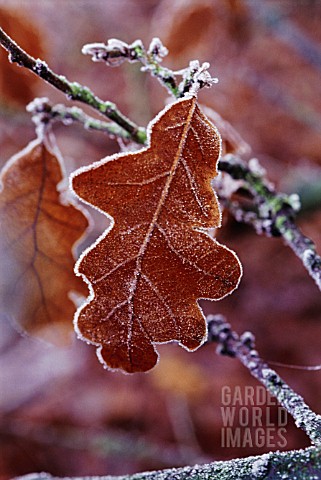 QUERCUS_ROBUR_OAK