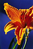 HEMEROCALLIS ‘BURNING GOLD’, DAYLILY