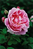 ROSA ‘COTTAGE ROSE”, ROSE