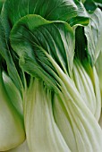 BRASSICA CHINENSIS, PAK CHOI