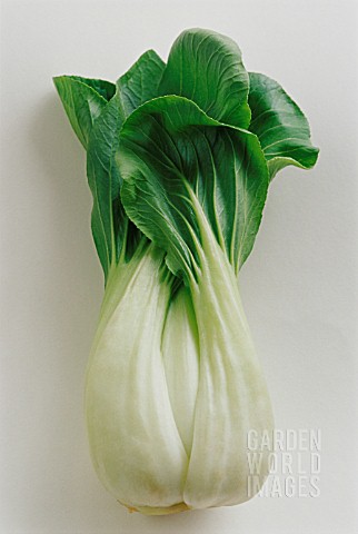 BRASSICA_CHINENSIS_PAK_CHOI