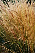 NASELLA TENUISSIMA, STIPA TENUISSIMA, MEXICAN FEATHER GRASS