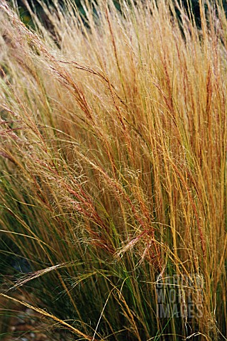 NASELLA_TENUISSIMA_STIPA_TENUISSIMA_MEXICAN_FEATHER_GRASS