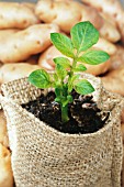 SOLANUM TUBEROSUM, POTATO