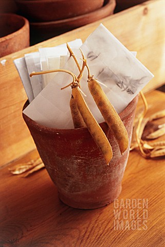 DRIED_RUNNER_BEAN_PODS_WITH_COLLECTED_SEEDS_IN_POT