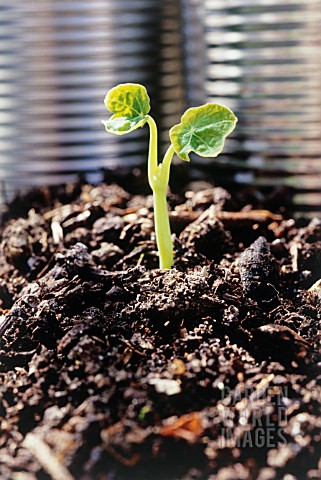YOUNG_SEEDLINGS_CLOSE_UP