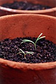 RUDBECKIA, CONEFLOWER, BLACK-EYED SUSAN